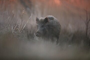 Dzik euroazjatycki, dzik, (Sus scrofa) © Bartosz Rakoczy