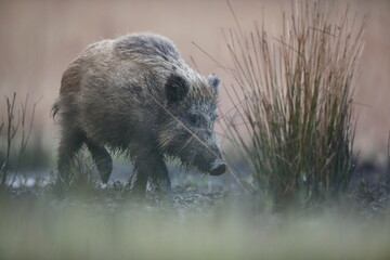 Dzik euroazjatycki, dzik, (Sus scrofa) © Bartosz Rakoczy