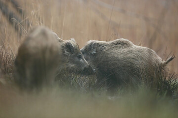Dzik euroazjatycki, dzik, (Sus scrofa) © Bartosz Rakoczy