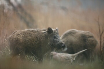 Dzik euroazjatycki, dzik, (Sus scrofa) © Bartosz Rakoczy