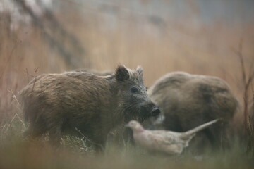 Dzik euroazjatycki, dzik, (Sus scrofa) © Bartosz Rakoczy