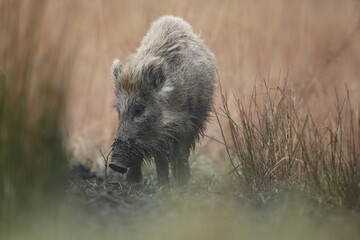 Dzik euroazjatycki, dzik, (Sus scrofa) © Bartosz Rakoczy