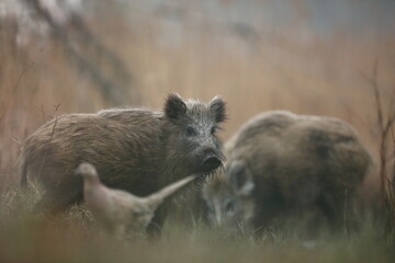 Dzik euroazjatycki, dzik, (Sus scrofa) © Bartosz Rakoczy