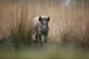 Dzik euroazjatycki, dzik, (Sus scrofa) © Bartosz Rakoczy