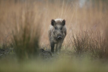 Dzik euroazjatycki, dzik, (Sus scrofa) © Bartosz Rakoczy