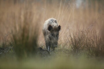 Dzik euroazjatycki, dzik, (Sus scrofa) © Bartosz Rakoczy