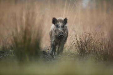Dzik euroazjatycki, dzik, (Sus scrofa) © Bartosz Rakoczy