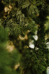 branches of a pine