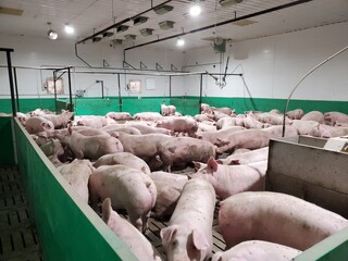 A group of pigs in a modern swine operation. The pen is a large pen with the hogs comfort in mind. Automated feed delivery makes sure animals are always fed. © John