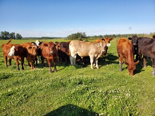 A herd of grazing cattle under a clear blue summer sky. The pasture grass is lush and green. The cattle are comfortable and content.