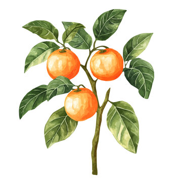 Naranjilla Plant with Fruit &ndash; Watercolor Illustration, Tropical Nightshade Shrub with Vibrant Orange Fruits, Lush Green Leaves and Thorny Stems, Hand-Painted Botanical Artwork
