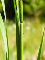 Obraz premium Close up of typha plant.