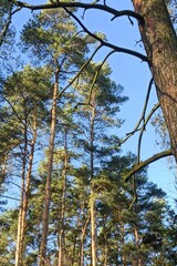 Fototapeta premium Tall trunks of forest pine trees and green coniferous branches at Golden Hour against a blue sky background
