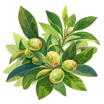 Nutmeg Tree with Fruit &ndash; Watercolor Illustration, Lush Green Canopy with Ripening Nutmegs, Botanical Art, Spice-Bearing Tree Painting  
