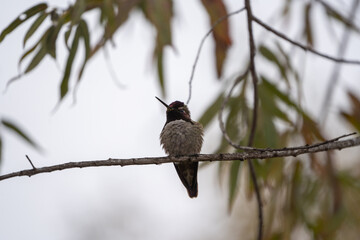 Annas Hummingbird perched on a branch