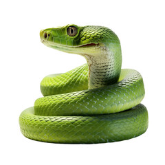 Fototapeta premium Green Snake Isolated On White Background 