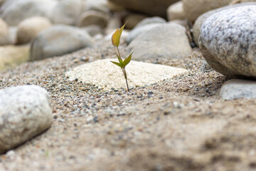 Small green plant growing on the sand and pebble background.