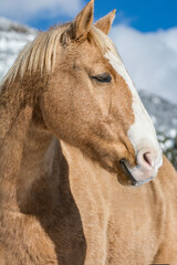 Obraz premium handsome blonde horse in the Mingus mountains