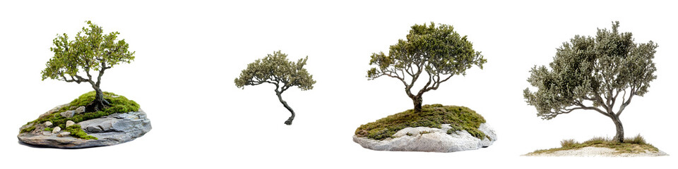 Obraz premium Elegant Bonsai Trees on Rocks – Miniature Natural Beauty with Artistic Growth and Unique Shapes- Isolated on Transparent Background