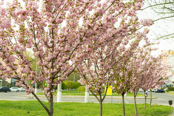 Beautiful sakura trees blooming in park