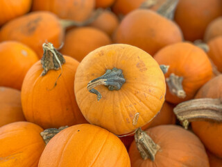 Large piles scattering of small pumpkins and gourds at a pumpkin patch in October for a Fall Festival