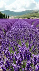 Naklejka premium Breathtaking Lavender Field in Provence Under Blue Sky with Rolling Hills and Scenic Landscape Capturing the Essence of French Countryside in Full Bloom