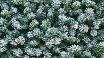 Snowy pine branches, winter texture, festive background, holiday design