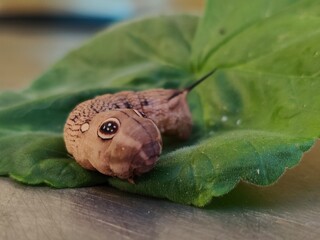 ESFINGE MORADA: MARIPOSA ESFINGE DE LA CALAVERA