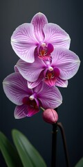Obraz premium Exotic orchid with large, showy flowers and long, thin stems