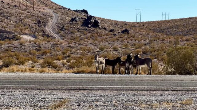 Rugged desert landscape near Beatty, Nevada, showcases a curious herd of wild donkeys, also known as burros, congregating alongside a rural road, offering a glimpse of the American Southwest's untamed