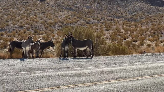 Adventurous road trip through Beatty, Nevada, captures a captivating encounter with a group of wild donkeys, also known as burros, standing curiously near the roadside, showcasing the untamed beauty o
