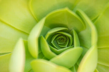 Close-up view of green succulent plant
