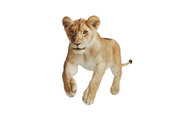lion transparent background