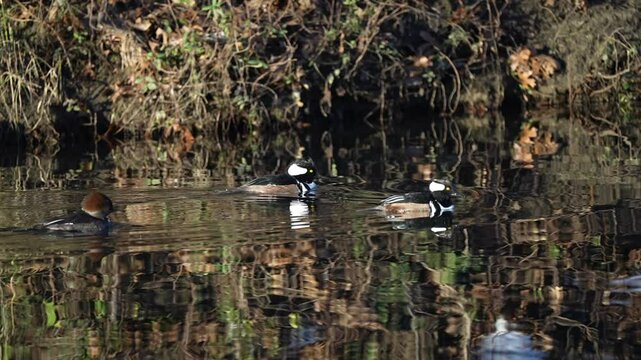 Beautiful  Female hooded merganser following two male hooded merganser swimming in the river with relaxing and slow motion in autumn color reflection