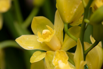 Summer Concept, Yellow Tropical Orchid flower, Cymbidium