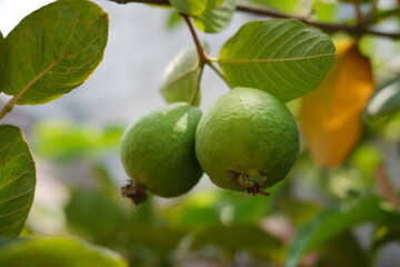 Guava fruit on the tree in the garden with green leaves background