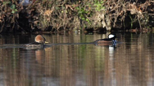 Beautiful Female hooded merganser following male hooded merganser swimming in the river with relaxing and slow motion in autumn color reflection
