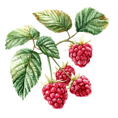 Raspberry Bush with Fruit – Artistic Watercolor Illustration, Botanical Fruit Bush Painting, Lush Nature-Inspired Artwork, Hand-Painted Berry Plant Design, Vibrant Watercolor Botanical Scene

