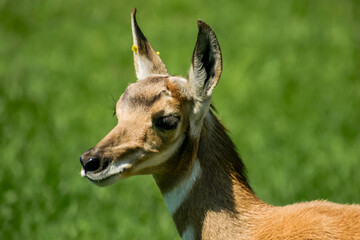 A baby deer is standing in a green field