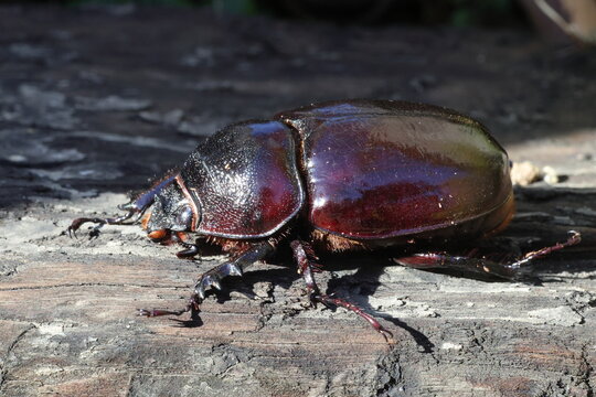Augosoma centaurus, the centaurus beetle, is a species of rhinoceros beetle found in tropical Africa.
