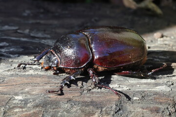 Augosoma centaurus, the centaurus beetle, is a species of rhinoceros beetle found in tropical Africa.