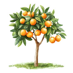 Round Kumquat Tree with Fruit | Vibrant Watercolor Botanical Illustration.  
