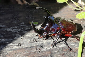 Augosoma centaurus, the centaurus beetle, is a species of rhinoceros beetle found in tropical Africa.