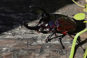 Augosoma centaurus, the centaurus beetle, is a species of rhinoceros beetle found in tropical Africa.