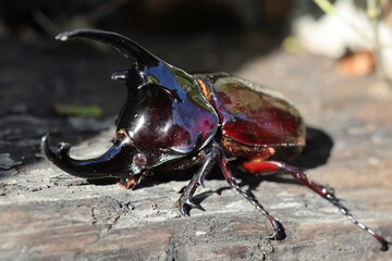 Augosoma centaurus, the centaurus beetle, is a species of rhinoceros beetle found in tropical Africa.