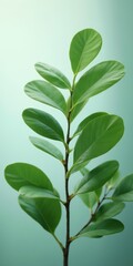 Obraz premium A lush green plant with shiny leaves