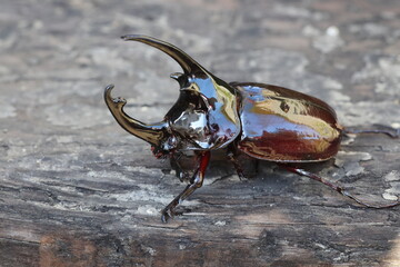 Augosoma centaurus, the centaurus beetle, is a species of rhinoceros beetle found in tropical Africa. © feathercollector
