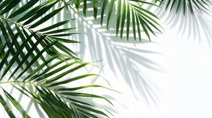 Vibrant Tropical Palm Leaves Summer Beach Backdrop for Decorative, Holiday, Vacations, and Relaxation Concepts