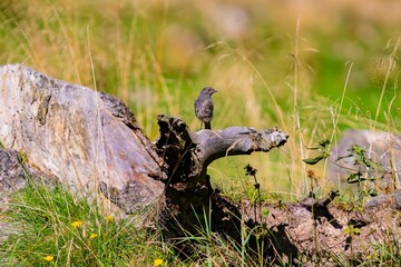 Bird perched on a weathered log amidst lush greenery in a serene natural setting during daylight
