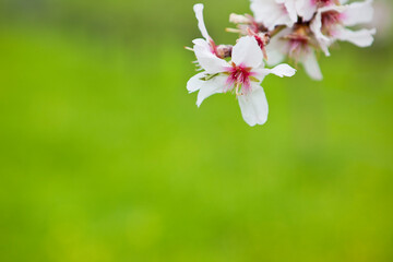 Closeup of the leaf of a blooming almond tree - copy space